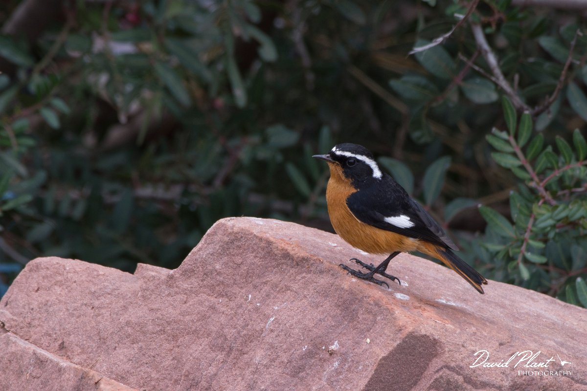 DPPhotography - Morocco - Moussier's redstart - C.jpg - Moussier's redstart - Oukaimeden ski area, Morocco