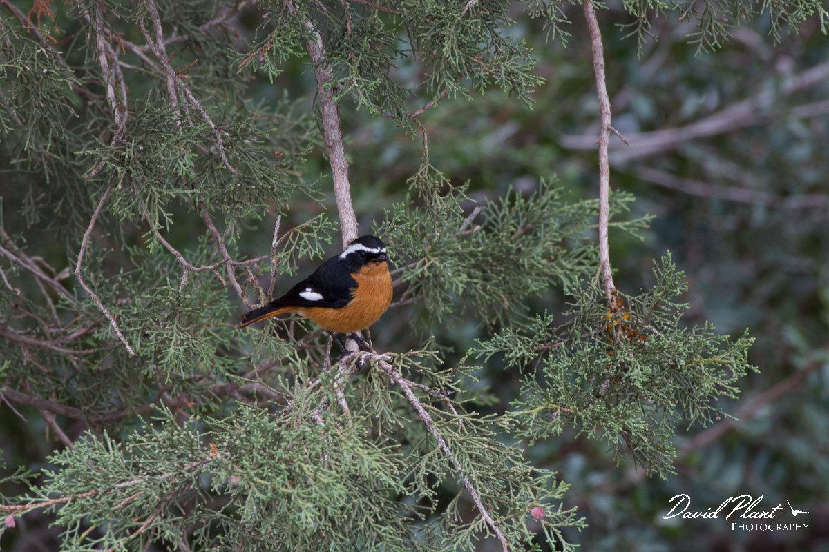 DPPhotography - Morocco - Moussier's redstart - D.jpg - Moussier's redstart - Oukaimeden ski area, Morocco