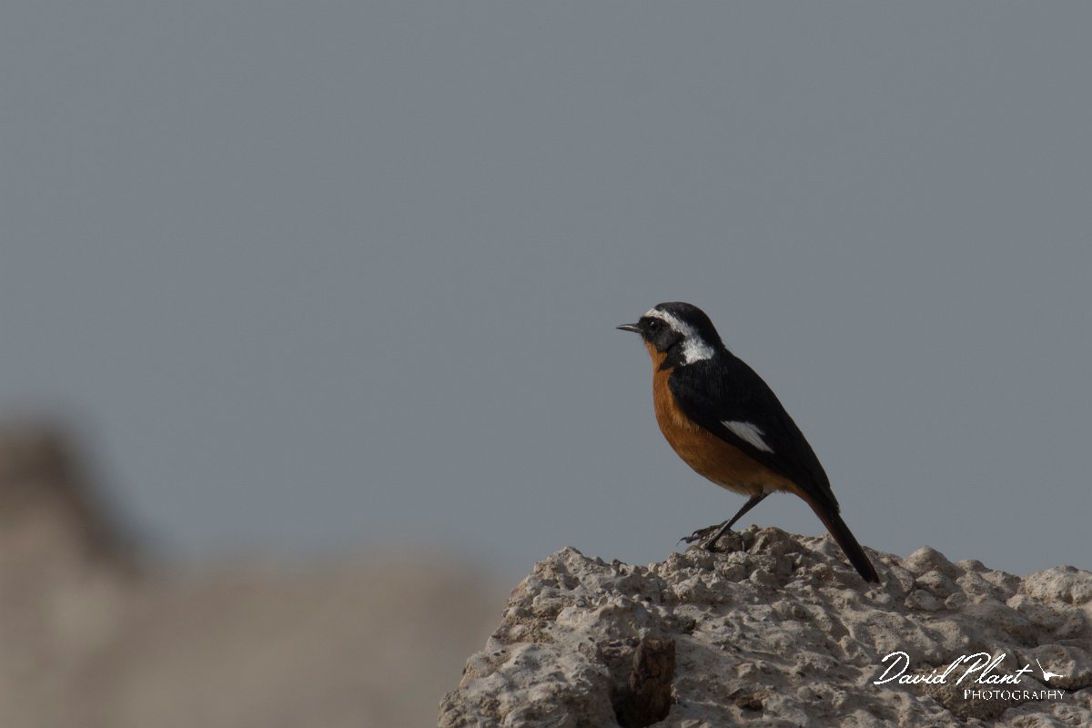 DPPhotography - Morocco - Moussier's redstart - E.jpg - Moussier's redstart - Cap Rhir, Morocco