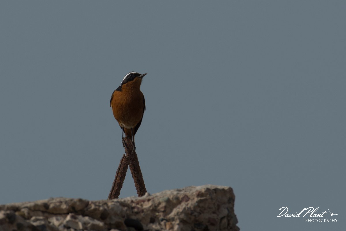 DPPhotography - Morocco - Moussier's redstart - F.jpg - Moussier's redstart - Cap Rhir, Morocco