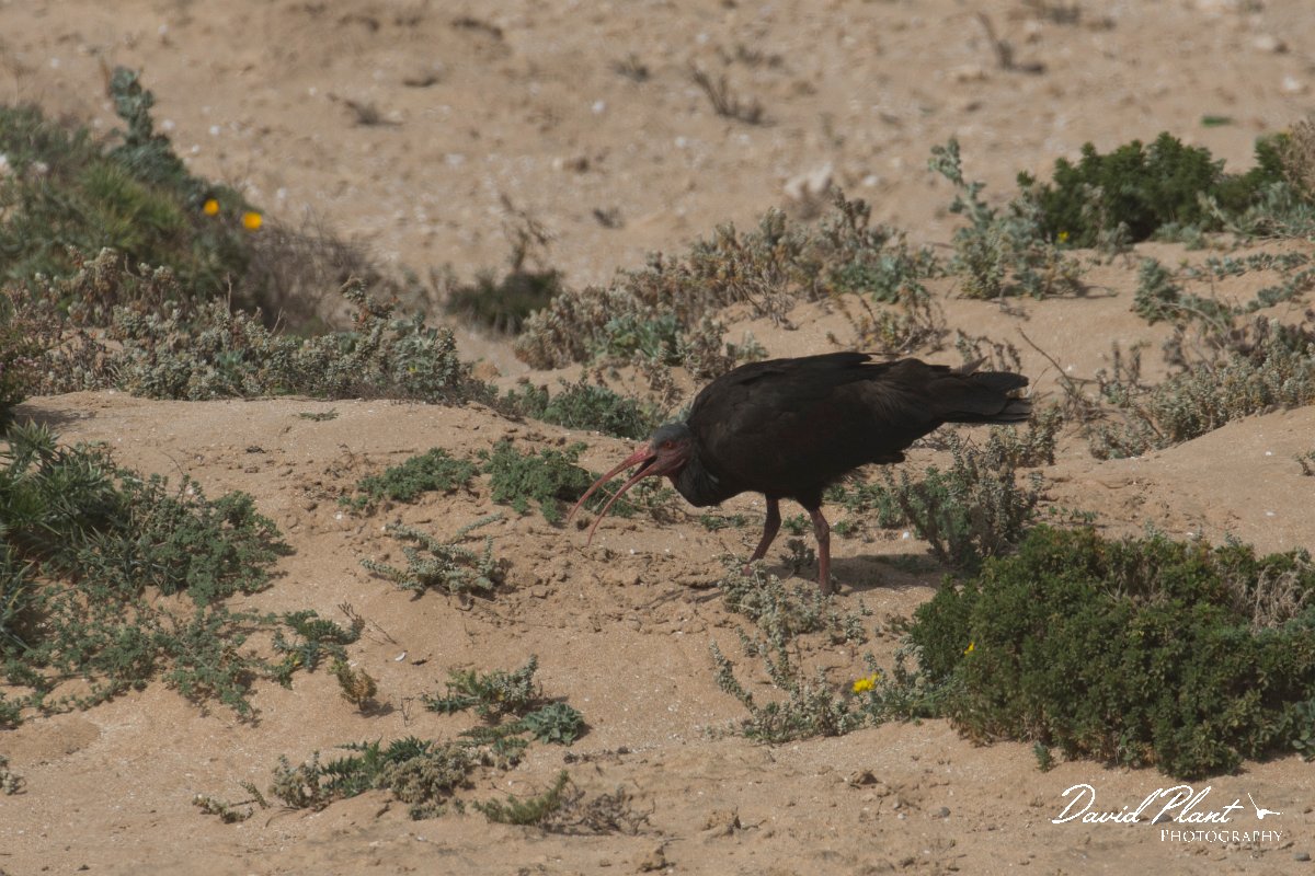 DPPhotography - Morocco - Northern bald ibis - A.jpg - Northern bald ibis - Tamri, Morocco