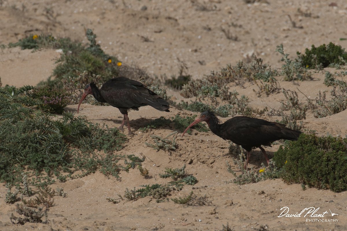 DPPhotography - Morocco - Northern bald ibis - C.jpg - Northern bald ibis - Tamri, Morocco