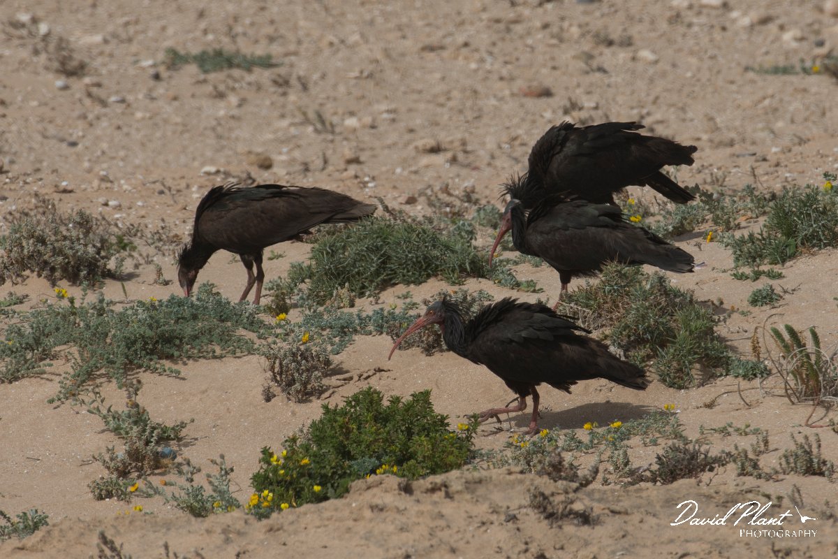 DPPhotography - Morocco - Northern bald ibis - D.jpg - Northern bald ibis - Tamri, Morocco