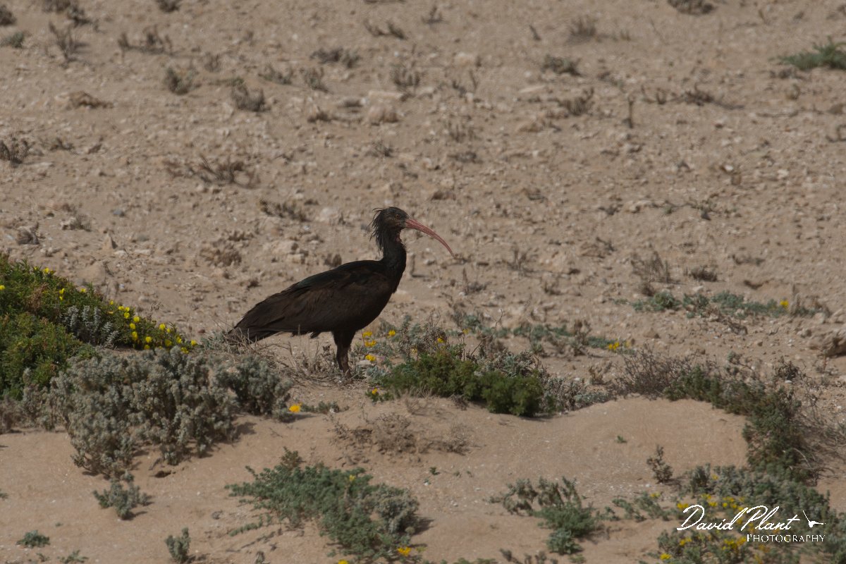 DPPhotography - Morocco - Northern bald ibis - E.jpg - Northern bald ibis - Tamri, Morocco