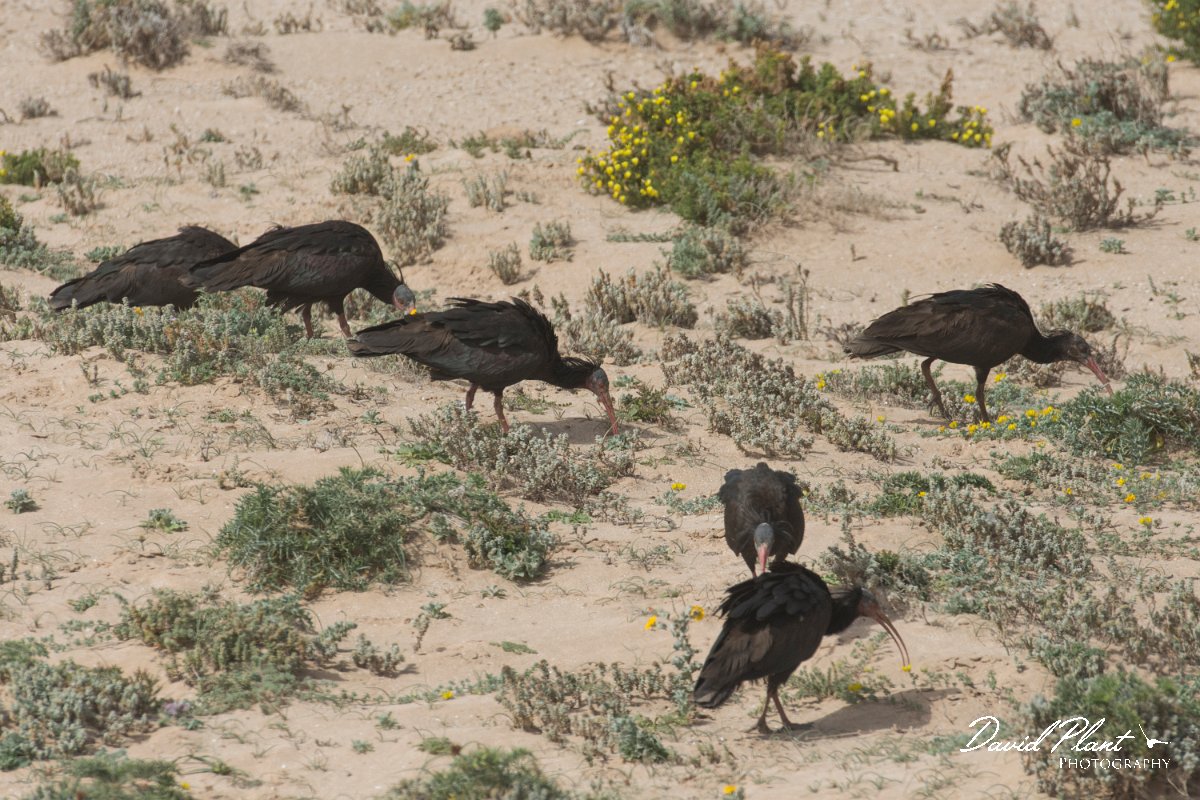 DPPhotography - Morocco - Northern bald ibis - F.jpg - Northern bald ibis - Tamri, Morocco