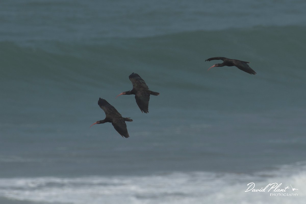 DPPhotography - Morocco - Northern bald ibis - G.jpg - Northern bald ibis - Tamri, Morocco