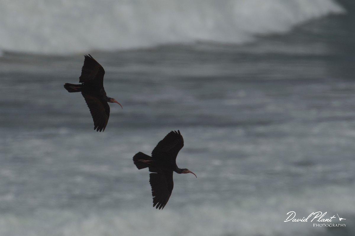 DPPhotography - Morocco - Northern bald ibis - H.jpg - Northern bald ibis - Tamri, Morocco