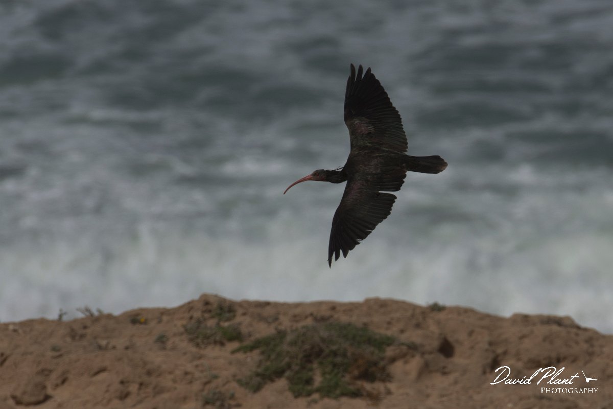 DPPhotography - Morocco - Northern bald ibis - I.jpg - Northern bald ibis - Tamri, Morocco
