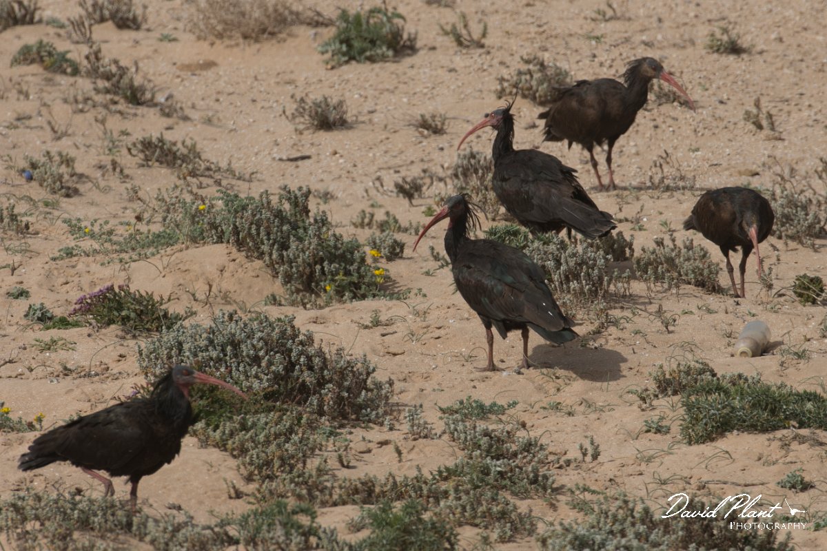 DPPhotography - Morocco - Northern bald ibis - J.jpg - Northern bald ibis - Tamri, Morocco