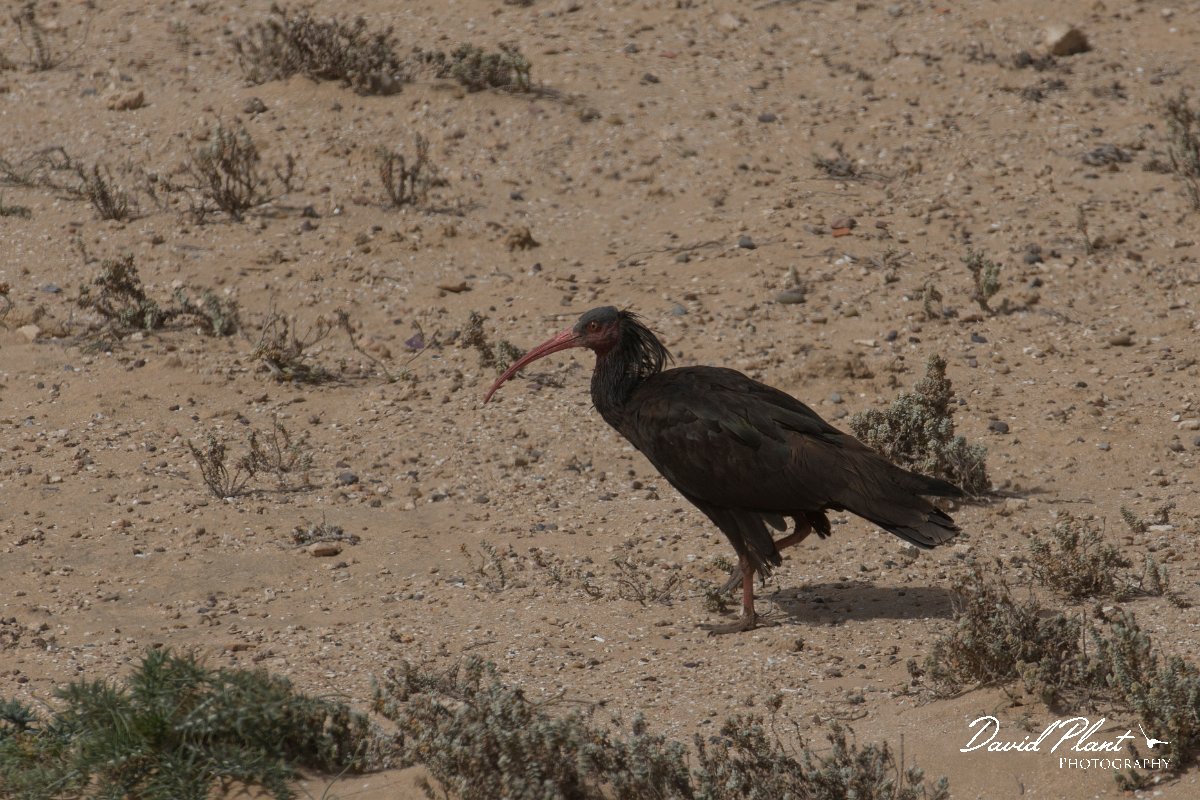 DPPhotography - Morocco - Northern bald ibis - K.jpg - Northern bald ibis - Tamri, Morocco