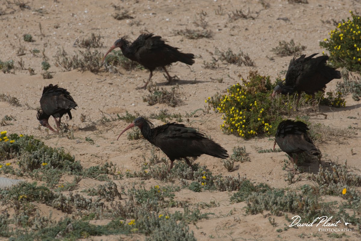 DPPhotography - Morocco - Northern bald ibis - L.jpg - Northern bald ibis - Tamri, Morocco