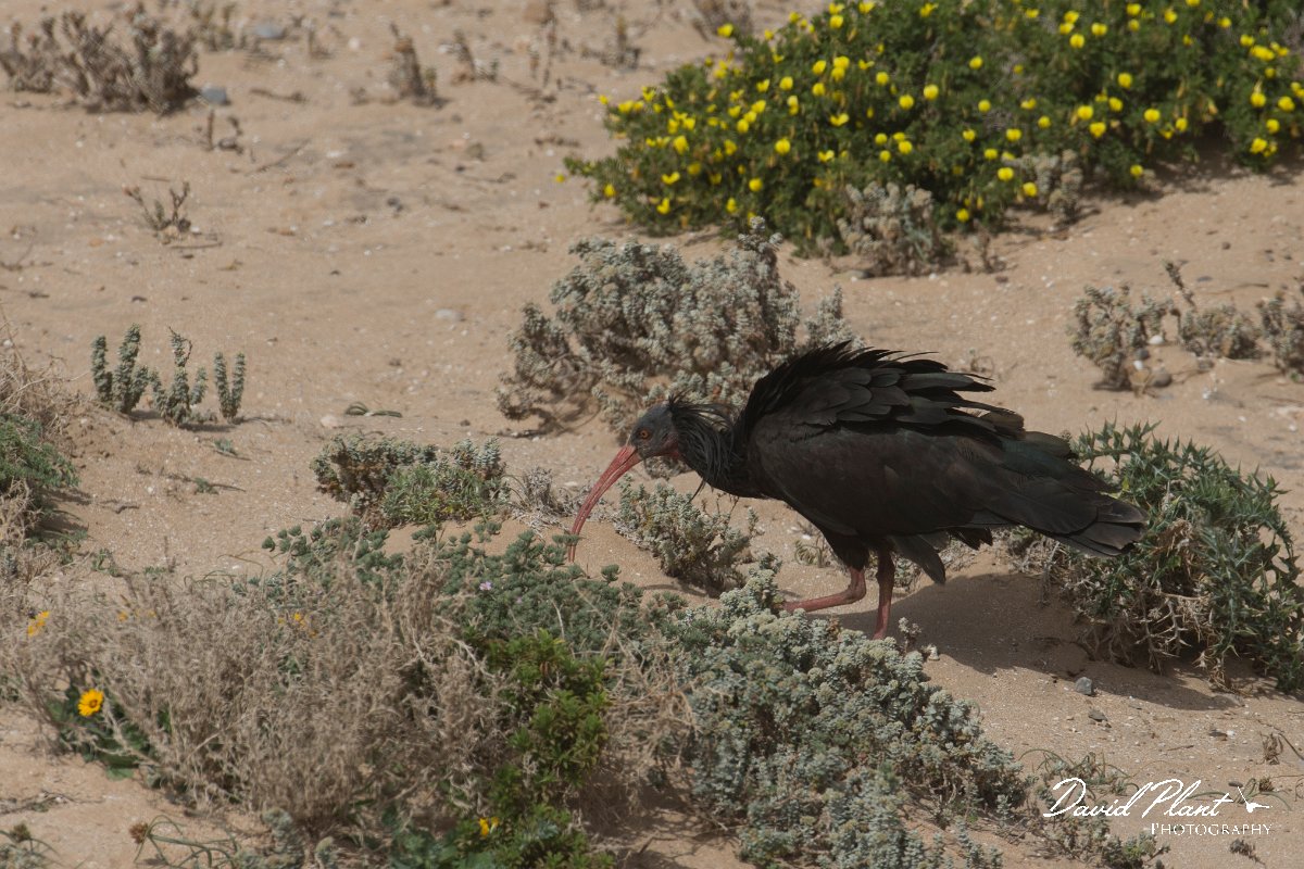 DPPhotography - Morocco - Northern bald ibis - M.jpg - Northern bald ibis - Tamri, Morocco
