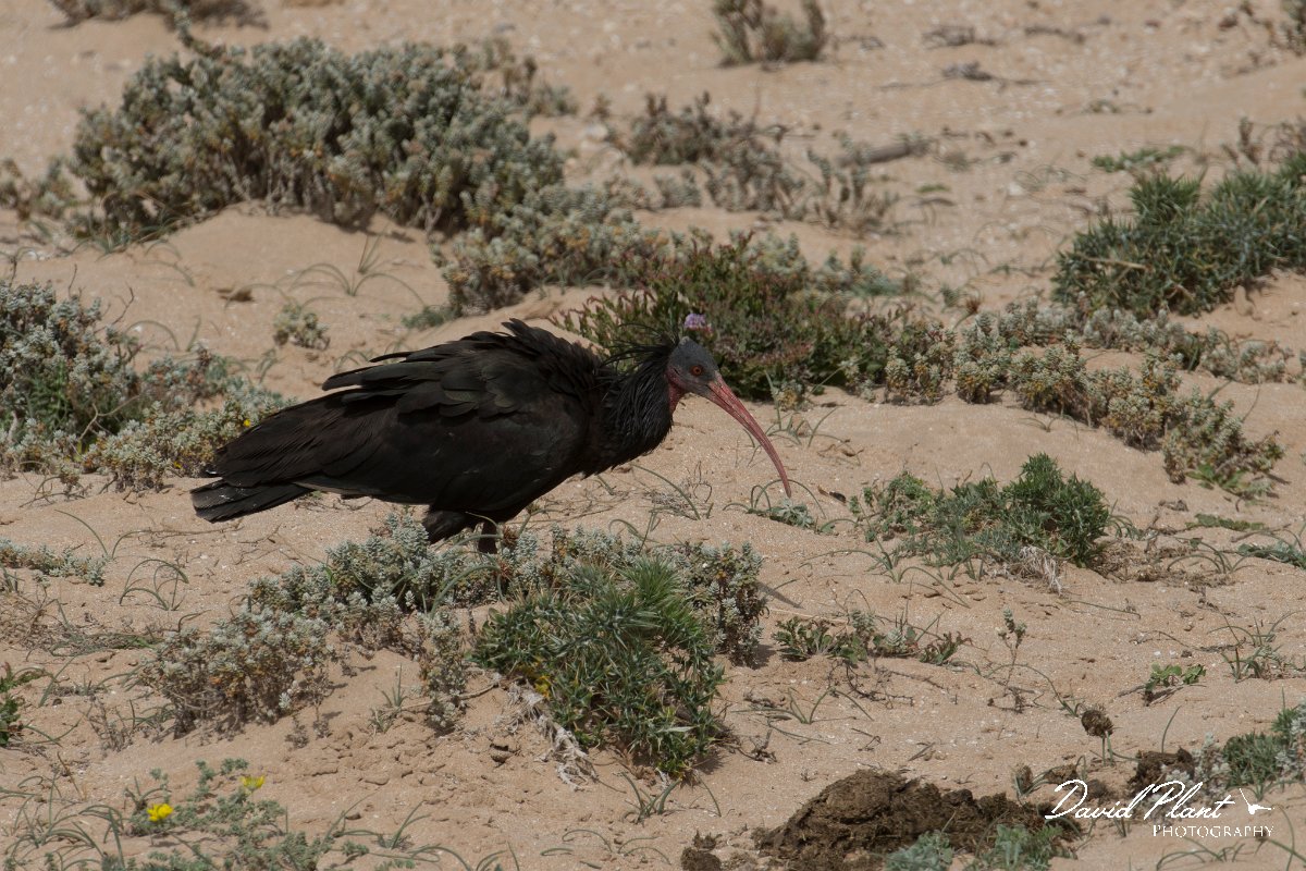 DPPhotography - Morocco - Northern bald ibis - P.jpg - Northern bald ibis - Tamri, Morocco
