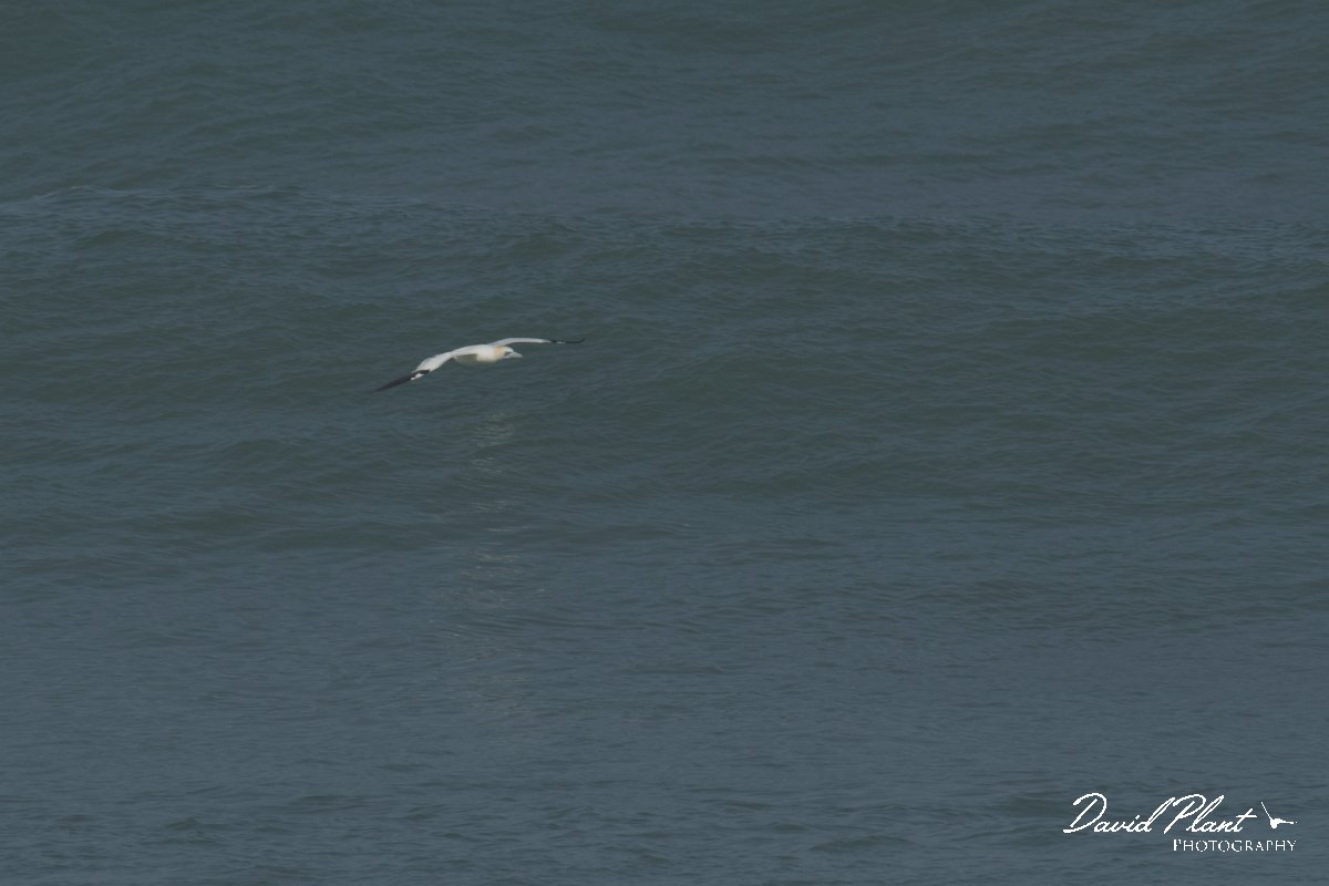 DPPhotography - Morocco - Northern gannet - A.jpg - Northern gannet - Cap Rhir, Morocco