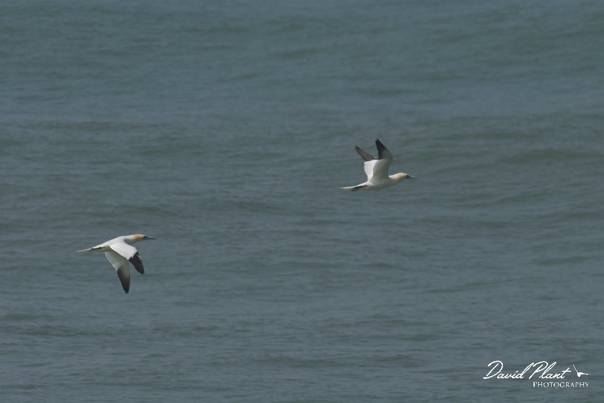 DPPhotography - Morocco - Northern gannet - B.jpg - Northern gannet - Cap Rhir, Morocco