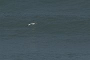 DPPhotography - Morocco - Northern gannet - A