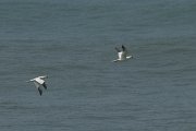 DPPhotography - Morocco - Northern gannet - B