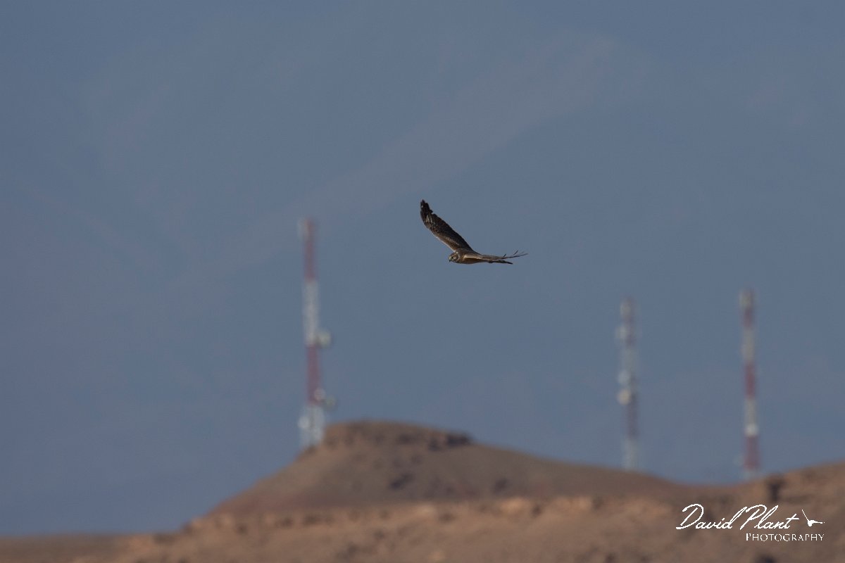 DPPhotography - Morocco - Pallid harrier - A.jpg - Pallid harrier - Barrage el Manousr, Morocco