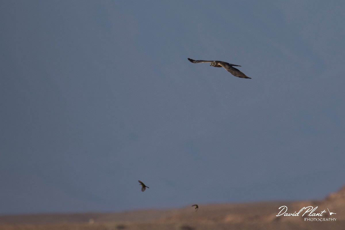 DPPhotography - Morocco - Pallid harrier - B.jpg - Pallid harrier - Barrage el Manousr, Morocco