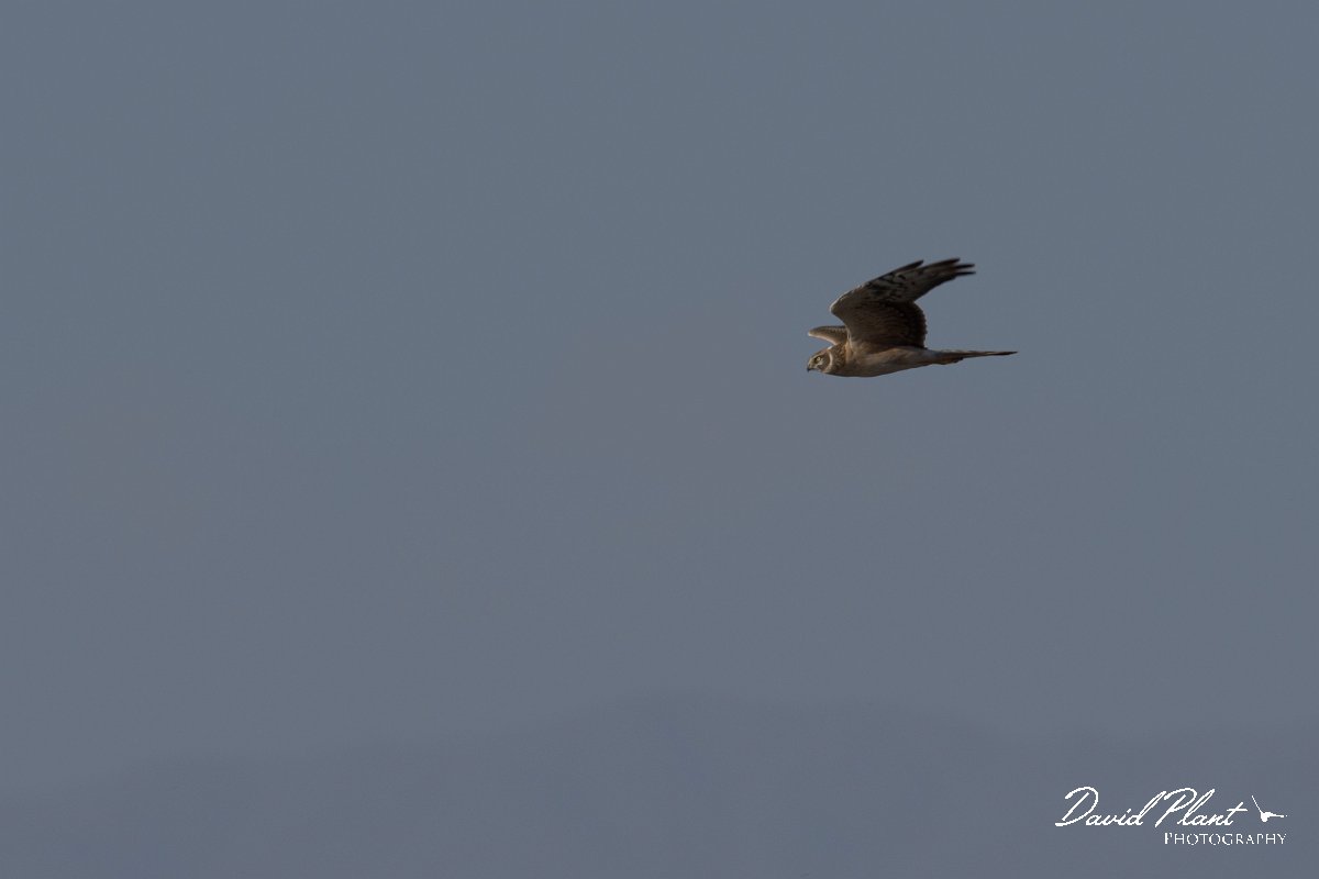 DPPhotography - Morocco - Pallid harrier - D.jpg - Pallid harrier - Barrage el Manousr, Morocco
