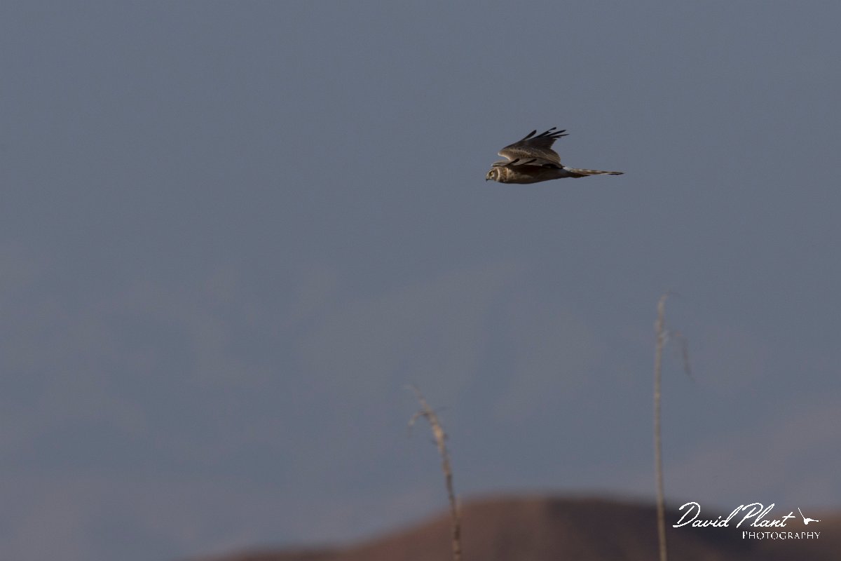 DPPhotography - Morocco - Pallid harrier - E.jpg - Pallid harrier - Barrage el Manousr, Morocco