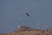 DPPhotography - Morocco - Pallid harrier - A