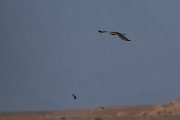 DPPhotography - Morocco - Pallid harrier - B