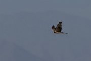 DPPhotography - Morocco - Pallid harrier - C