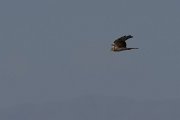 DPPhotography - Morocco - Pallid harrier - D