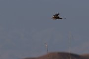 DPPhotography - Morocco - Pallid harrier - E