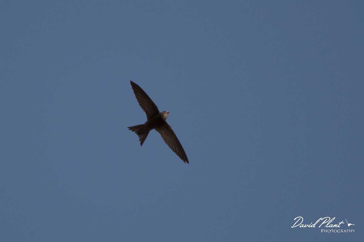 DPPhotography - Morocco - Pallid swift - D.jpg - Pallid swift - Taroudannt, Morocco