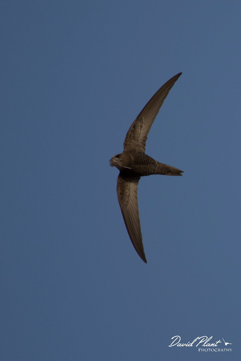DPPhotography - Morocco - Pallid swift - K.jpg - Pallid swift - Taroudannt, Morocco