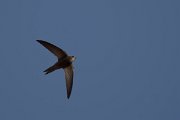 DPPhotography - Morocco - Pallid swift - C
