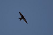 DPPhotography - Morocco - Pallid swift - D