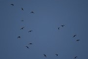 DPPhotography - Morocco - Pallid swift - F