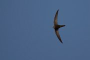 DPPhotography - Morocco - Pallid swift - H