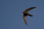 DPPhotography - Morocco - Pallid swift - I