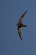 DPPhotography - Morocco - Pallid swift - K
