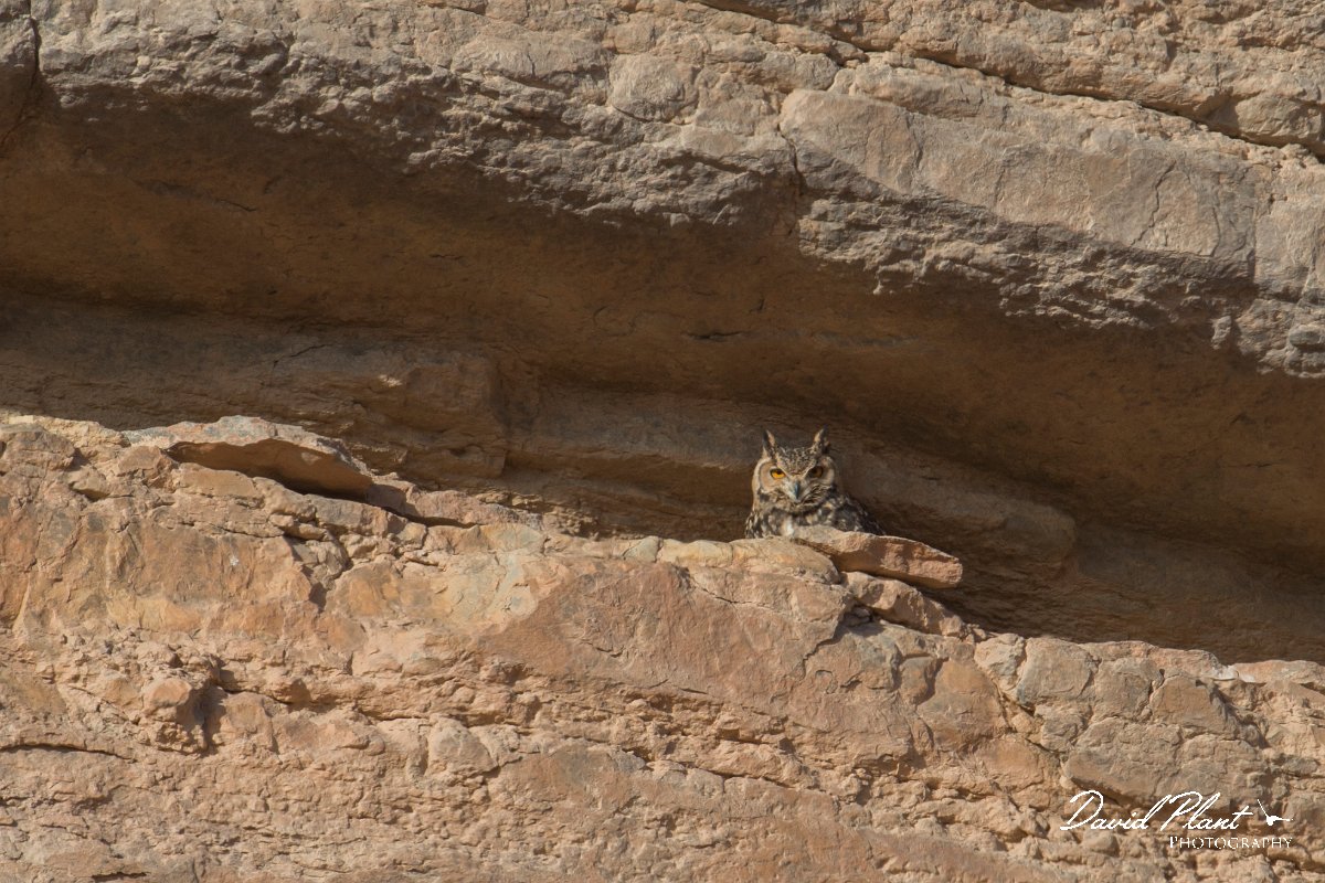 DPPhotography - Morocco - Desert eagle owl - A.jpg - Pharaoh eagle-owl - Sahara Desert