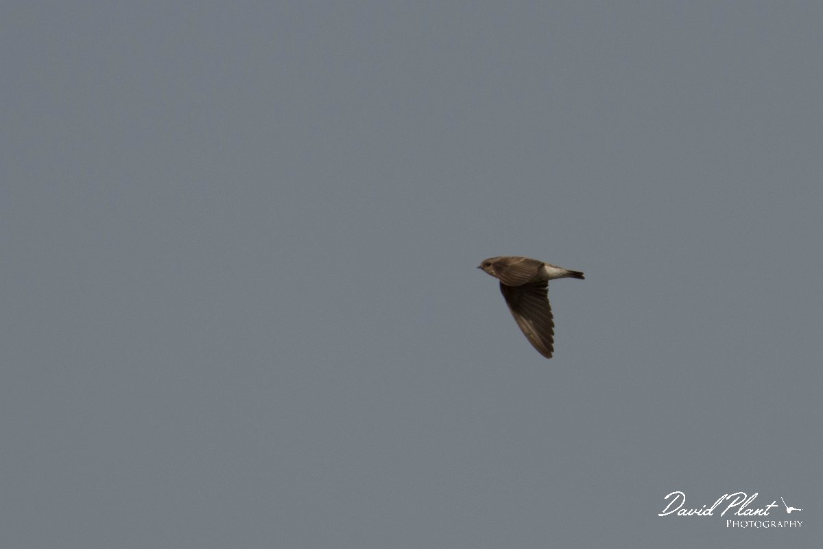 DPPhotography - Morocco - Plain martin - B.jpg - Plain martin - Oued Massa, Morocco