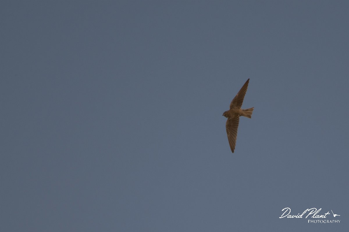 DPPhotography - Morocco - Plain martin - C.jpg - Plain martin - Oued Massa, Morocco
