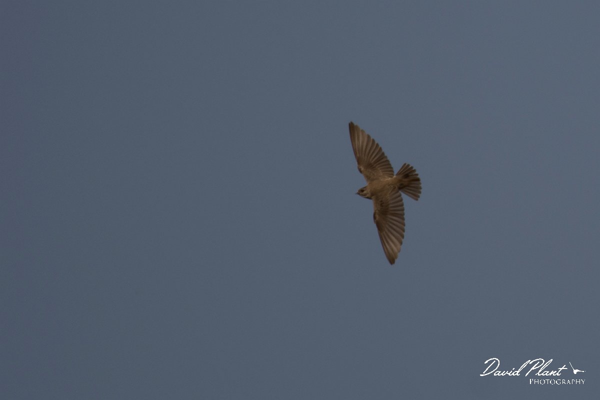 DPPhotography - Morocco - Plain martin - D.jpg - Plain martin - Oued Massa, Morocco