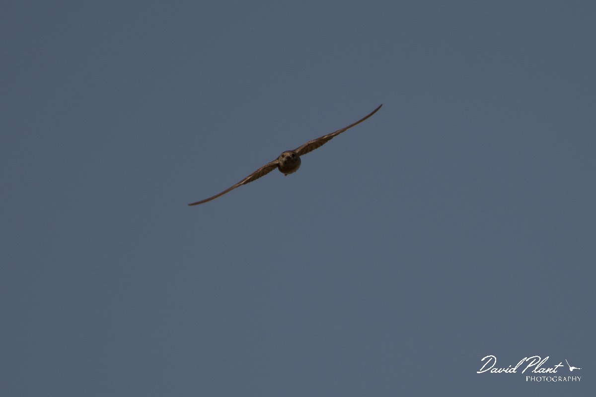 DPPhotography - Morocco - Plain martin - E.jpg - Plain martin - Oued Massa, Morocco