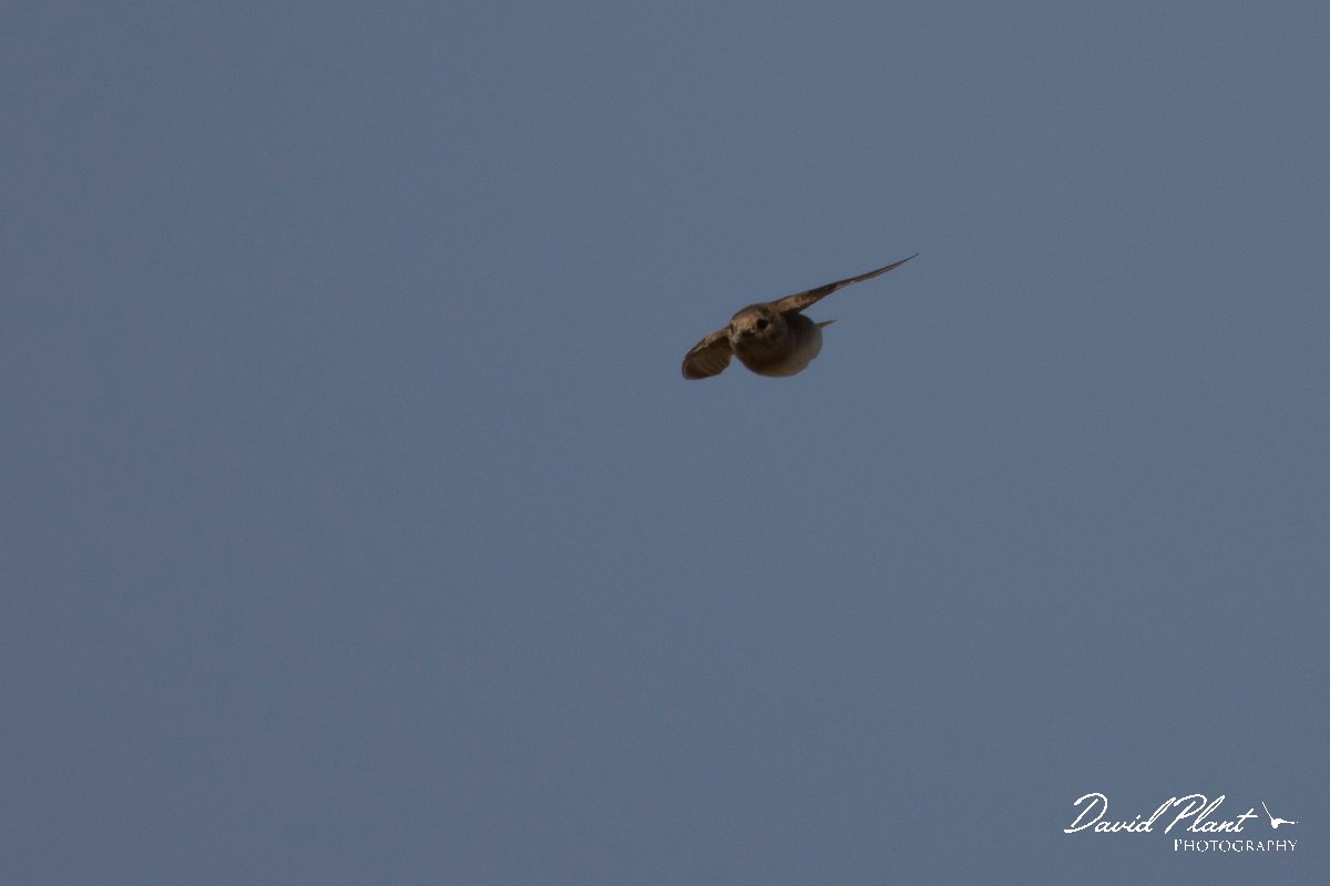 DPPhotography - Morocco - Plain martin - F.jpg - Plain martin - Oued Massa, Morocco
