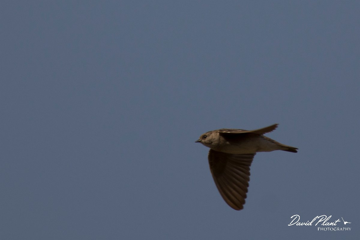 DPPhotography - Morocco - Plain martin - G.jpg - Plain martin - Oued Massa, Morocco