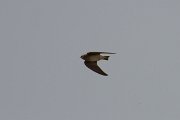 DPPhotography - Morocco - Plain martin - A