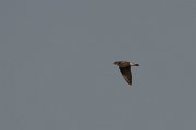 DPPhotography - Morocco - Plain martin - B