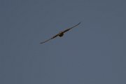 DPPhotography - Morocco - Plain martin - E