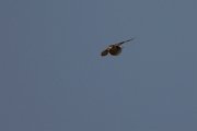 DPPhotography - Morocco - Plain martin - F