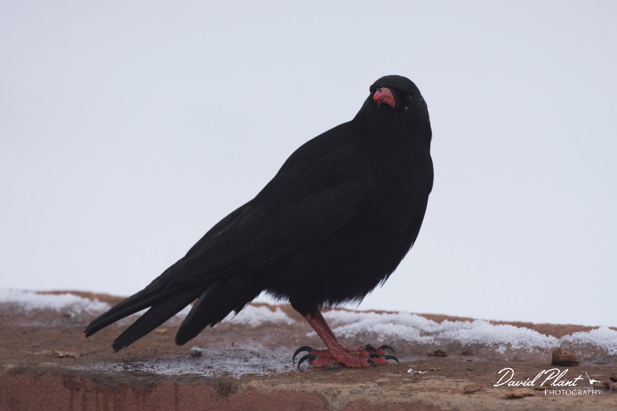 DPPhotography - Morocco - Red-billed chough - A.jpg - Red-billed chough - Oukaimeden ski area, Morocco